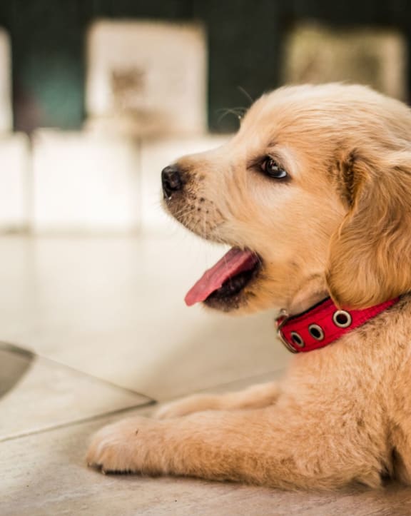 Springbrook Flats Apartments in Grand Rapids, MI